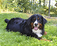 Iso koira makaa ruohikolla