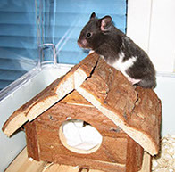 Mustavalkoinen hamsteri 