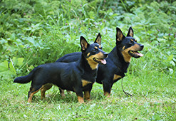 Kaksi lancashire heeleriä