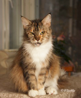 Kissa istuu