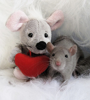 Rotta ja pehmoeläin, jolla punainen sydän